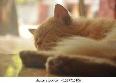 Tidur Images, Stock Photos u0026 Vectors  Shutterstock