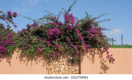 Seemingly effortlessly a bougainvillea overcomes a wall and the colorful bracts create a firework of purple - Shutterstock ID 2252758981