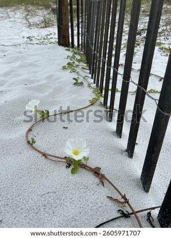 Seemingly misplaced beauty a elegant example of resilience 