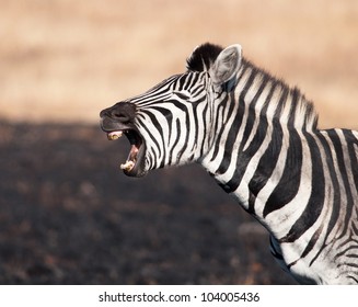 Seemingly Uncontrolled Laughter From A Zebra