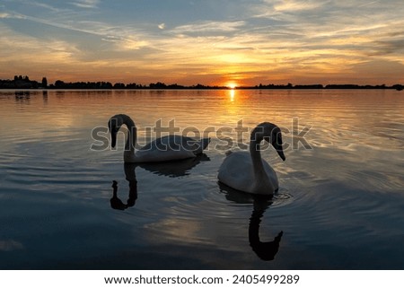 It seems as if these two swans want to show their most beautiful side during this beautiful sunset over Lake Zoetermeerse Plas Imagine de stoc © 