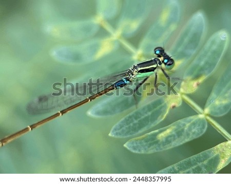 seen from above a bright blue damselfly perched on its long and small body
