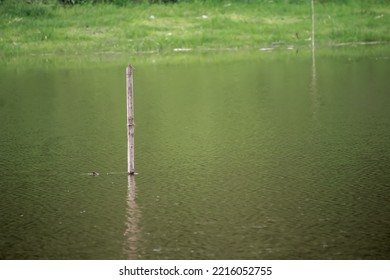  Seen Bamboo Sticks Stuck In The Middle Of The Lake.