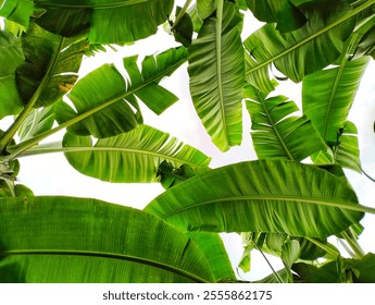 Seen from below, several banana leaves are green against the background of a clear sky. Nature background - Powered by Shutterstock