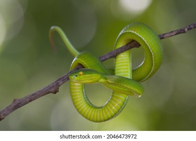 Seen ready to strike, tail up and coiled around a small branch, Kaeng Krachan National Park, UNESCP World Heritage, Thailand 