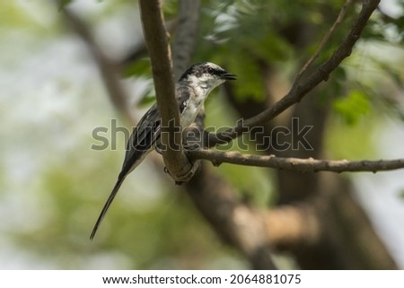 Seen from its side facing to the right, perched on a branch, Ashy Minivet, Pericrocotus divaricatus, Thailand