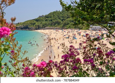 Seen through a sea of pink flowers, the busy beach of St. Ives in Cornwall, a popular tourist destination in England's south west. 