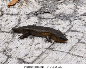 Seeping asiatic salamander in rainyday