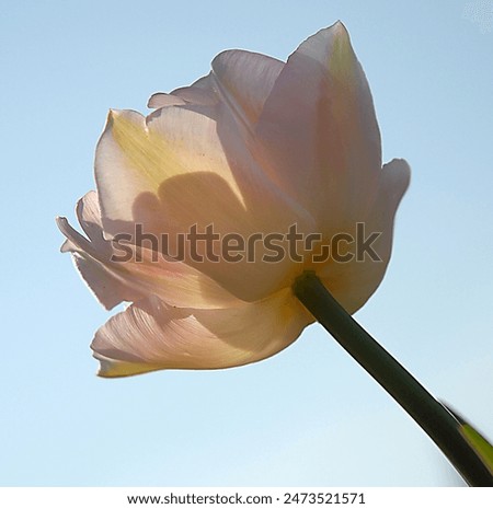 a seethrough view of a tulip