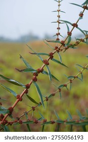 Segmented Plant Stem with Reddish Nodes