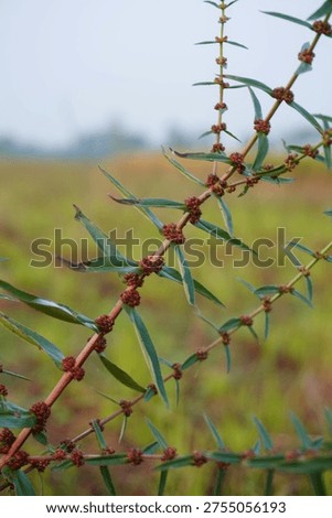 Segmented Plant Stem with Reddish Nodes