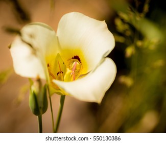 Sego Lily