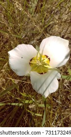 Sego Lily