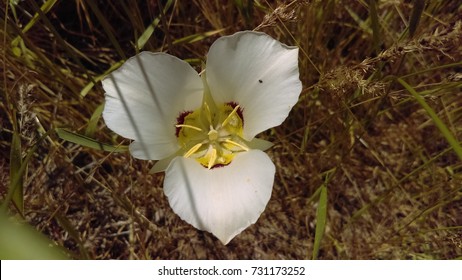 Sego Lily