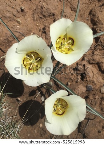 Sego Lily blooming along the Continental  Divide Trail in New Mexico.
