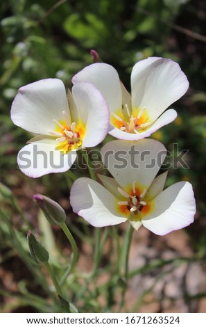 A sego lily close up
