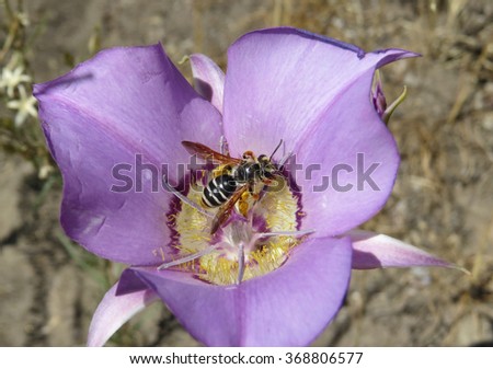     sego lily pollination by wasp                           