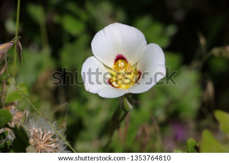 Sego Lily, the State flower of Utah