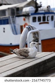 Segull In Oslo City, Norway.