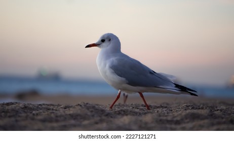 Segull at the sandy beach - Shutterstock ID 2227121271