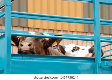 Seine-Maritime, France, February 2019.
Transport Of Live Animals In Cattle Truck. Bovine, Cow, Beef Behind Bars