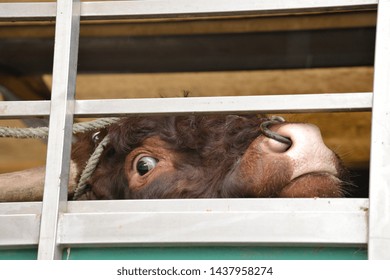 Seine-Maritime, France, February 2019.
Transport Of Live Animals In Cattle Truck. Bovine, Cow, Beef Behind Bars