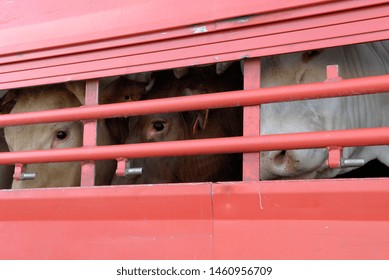 Seine-Maritime, France, March 2010.
Transport Of Live Animals In Cattle Truck. Bovine, Cow, Beef Behind Bars