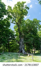 Seja Oak - The Oldest Tree In Latvia And One Of The Largest.