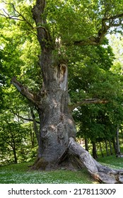 Seja Oak - The Oldest Tree In Latvia And One Of The Largest.