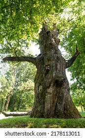 Seja Oak - The Oldest Tree In Latvia And One Of The Largest.