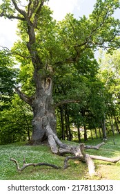 Seja Oak - The Oldest Tree In Latvia And One Of The Largest.