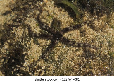 Bintang Laut の画像 写真素材 ベクター画像 Shutterstock