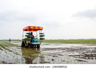 Sekinchan Selangor Malaysia March 10 2019 Stock Photo 1385088926 ...