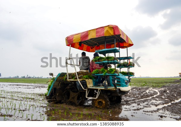 Sekinchan, Selangor, Malaysia - March 10 2019:\
Farmer planting on the paddy rice by a rice planting machine in\
paddy field. agriculture in rice field.\

