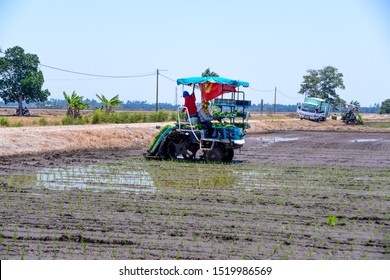 Sekinchan Selangor Malaysia September 1 2019 Stock Photo 1519986569 ...