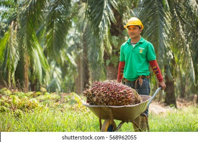 23,451 Palm Oil Plantation Images, Stock Photos & Vectors | Shutterstock