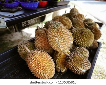 66 Durian Hantu Sarawak Gratis Terbaik