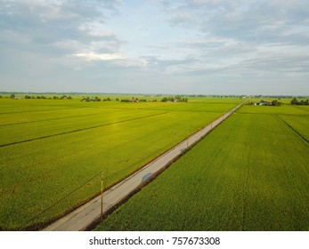 Selangor, Malaysia - November 15, 2017 : View of a secluded paddy field at Sungai Sireh, Selangor. Malaysia. Image maybe blur and grain due to haze weather condition. - Shutterstock ID 757673308