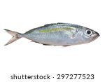 Selar crumenophthalmus ,Bigeye scad ,fish  isolated on white background , with clipping path