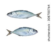 Selar crumenophthalmus ,Bigeye scad ,fish isolated on white background , with clipping path