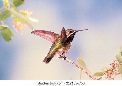 Selasphorus calliope - Calliope Hummingbird male landing on a perch with wings 'humming' - Shutterstock ID 2191356753