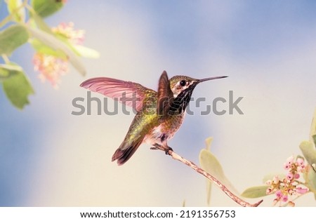 Selasphorus calliope - Calliope Hummingbird male landing on a perch with wings 'humming'