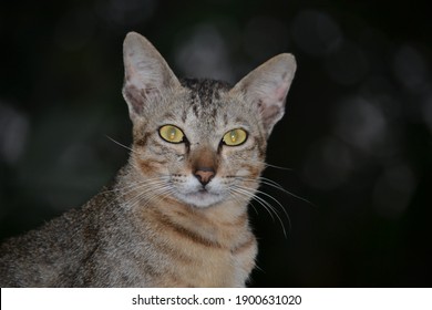 Selat, Karangasem, Bali, Indonesia, 11 September 2020. A cat is looking at the camera when taking a photo. - Shutterstock ID 1900631020