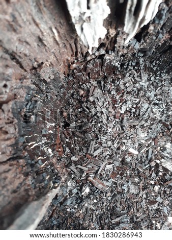 Select all focus small bits of wood become ash in the hollow of the tree. From being burnt