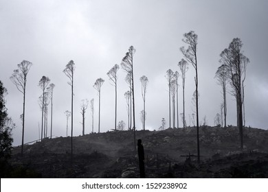 A Select Few Trees Spared From Logging, Providing A Beautiful View                         