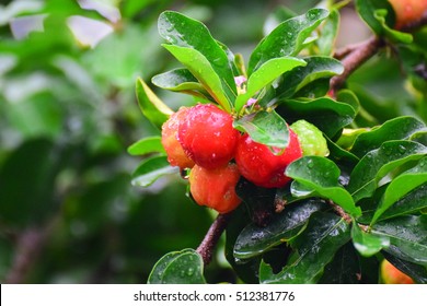 Select Focus Of Acerola Cherry On Thai Cherry Tree With Green Ba