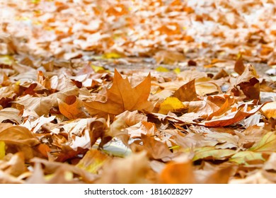 select focus of dry maple leave on an out of focus background. Fall and vegetation concept - Shutterstock ID 1816028297