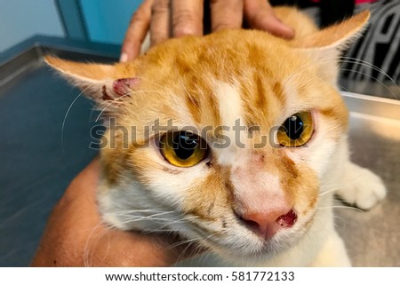 Selected focus of cat face with feline sporotrichosis lesion.A sporadic chronic granulomatous cat skin disease caused by Sporothrix schenckii fungal. 