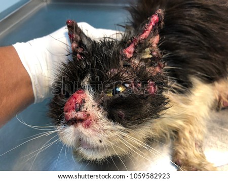 Selected focus of cat face with feline sporotrichosis infection.A sporadic chronic granulomatous cat skin disease caused by Sporothrix schenckii fungal.