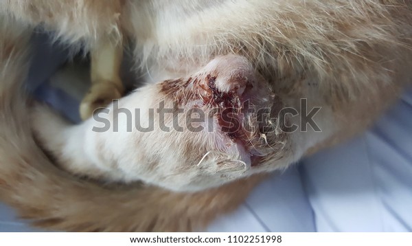 Selected Focus Cat Leg Infection Wound Stock Photo Edit Now 1102251998